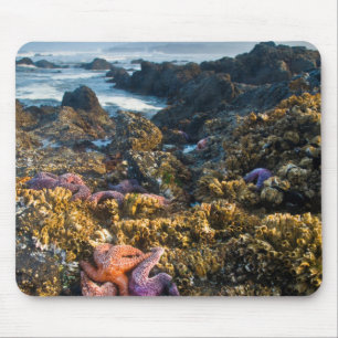 Mousepad EUA, Oregon. Starfish e estrelas do mar