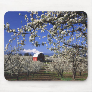 Mousepad EUA, Oregon, Vale do Rio Hood, Pomar de peras