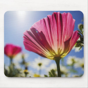 Mousepad EUA, Oregon, Vale do Willamette, Close UP de