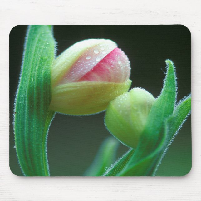 Mousepad EUA, Pensilvânia. Close-up do botão da flor (Frente)