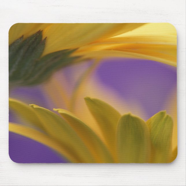 Mousepad EUA, Pensilvânia. Gerbera Daisies Amarelo, feche (Frente)