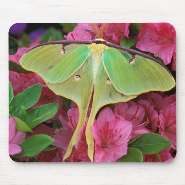 Mousepad EUA, Pensilvânia. Luna moth em clematis rosa (Frente)