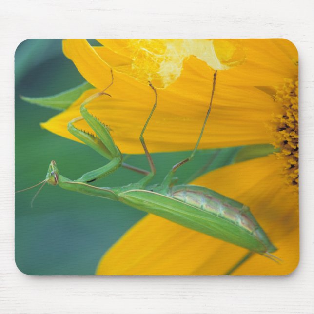 Mousepad EUA, Pensilvânia. Mantídea feminina (Frente)