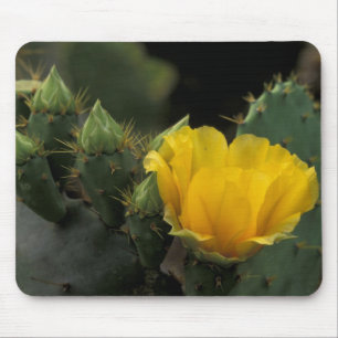 Mousepad EUA, Texas, Cacto de Pera Espinhosa em flor.
