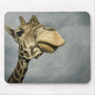 Mousepad EUA, Texas, Fossil Rim Wildlife Area, girafa