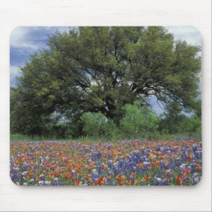 Mousepad EUA, Texas, Marble Falls Paintbrush e