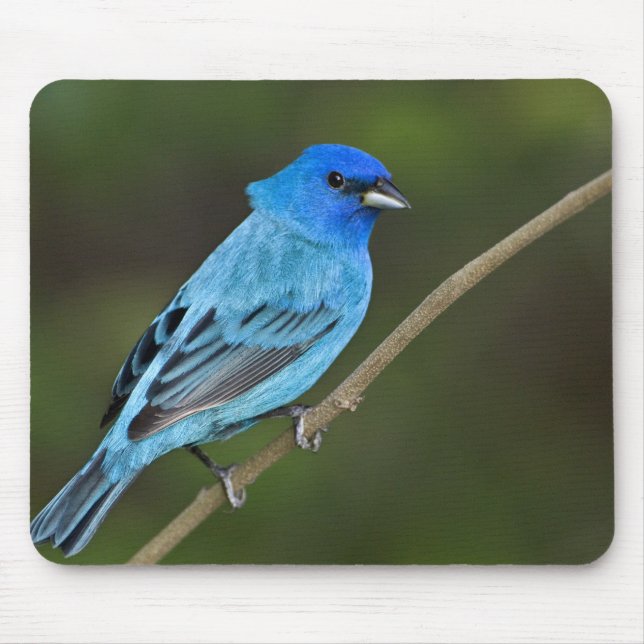 Mousepad EUA, Texas, South Padre Island (Frente)