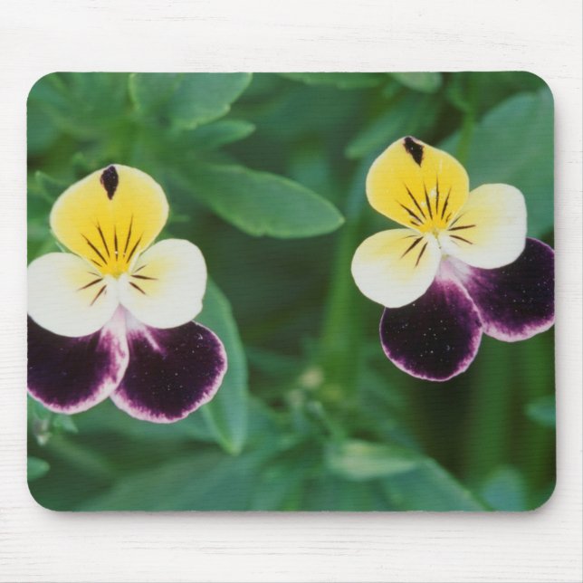 Mousepad EUA, Utah, Cache Valley, Johnny Jump Up (Frente)