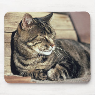 Mousepad EUA, Utah, Parque Nacional Capitol Reef. Gato malh