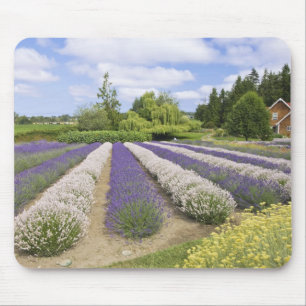 Mousepad EUA, WA, Sequim, Purple Haze Lavender Farm