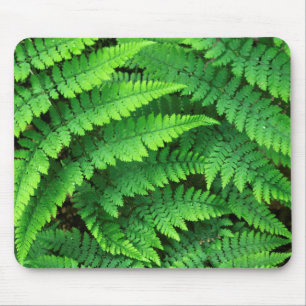Mousepad EUA, Washington, Parque Nacional Olímpico, Athyriu