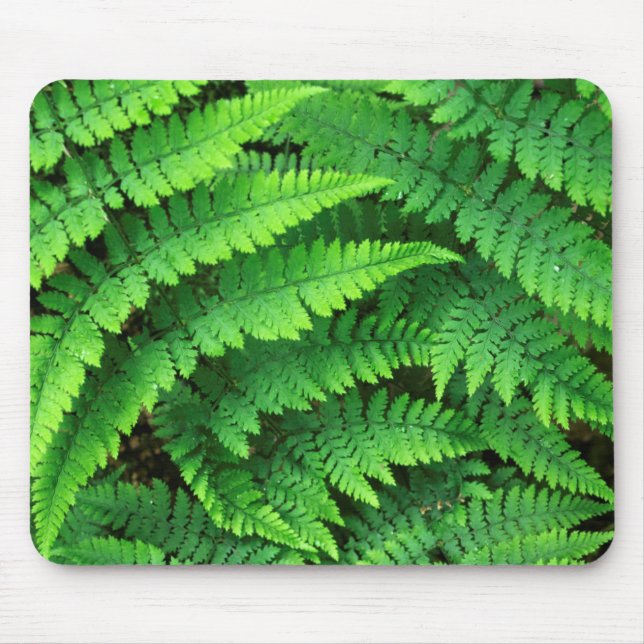 Mousepad EUA, Washington, Parque Nacional Olímpico, Athyriu (Frente)