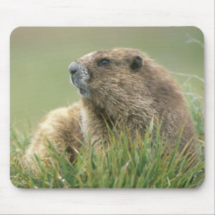 Mousepad EUA, Washington, Parque Nacional Olímpico, Marmota
