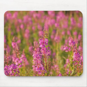 Mousepad EUA, Washington, Seattle, Discovery Park 3