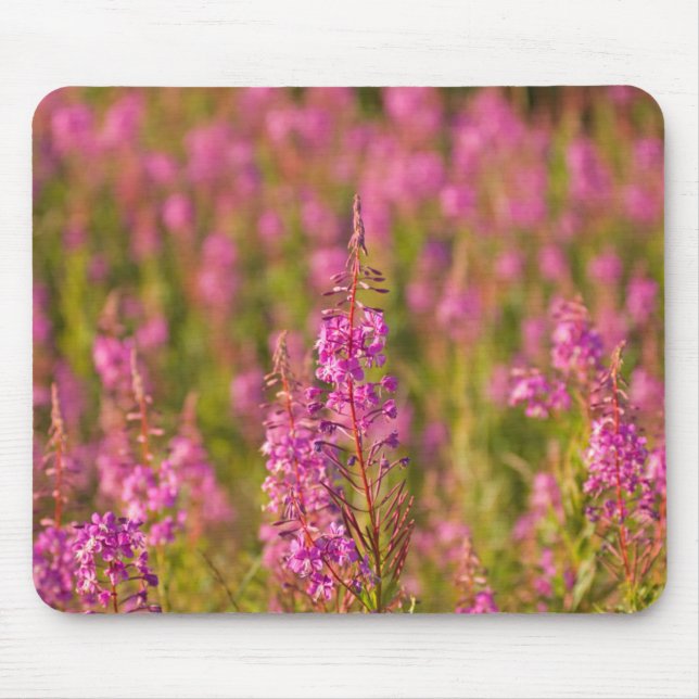 Mousepad EUA, Washington, Seattle, Discovery Park 3 (Frente)