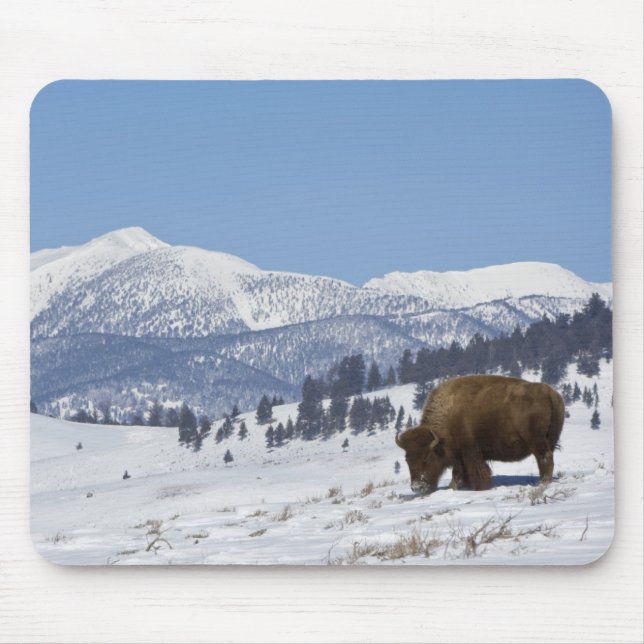 Mousepad EUA, WY, Parque Nacional de Yellowstone, Bisonte A (Frente)
