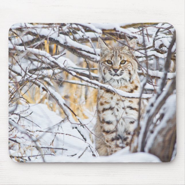Mousepad EUA, Wyoming, Bobcat (Frente)