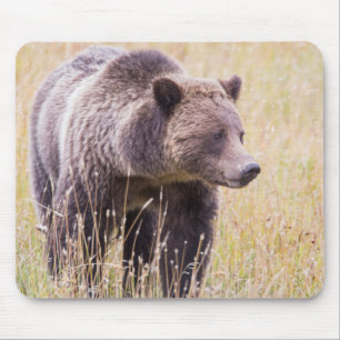 Mousepad EUA, Wyoming, Parque Nacional de Yellowstone, Griz