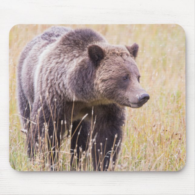 Mousepad EUA, Wyoming, Parque Nacional de Yellowstone, Griz (Frente)