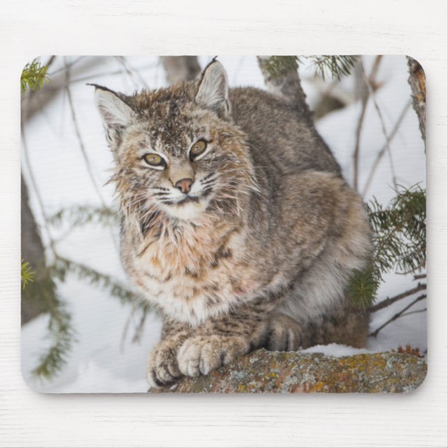 Mousepad EUA, Wyoming, Parque Nacional Yellowstone, Bobcat (Frente)