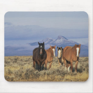 Mousepad EUA, Wyoming, perto de Cody Grupo de cavalos
