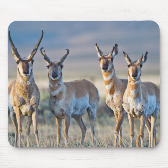 Mousepad EUA, Wyoming, Quatro antílopes americanos machos (Frente)