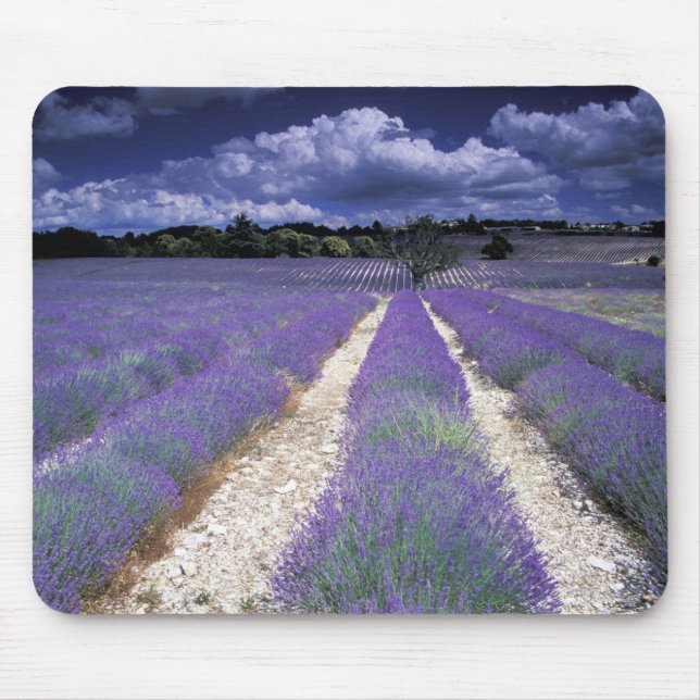 Mousepad Europa, França, Provença. Campos de lavanda (Frente)
