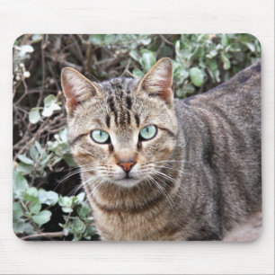 Mousepad eyed verde do gato de gato malhado