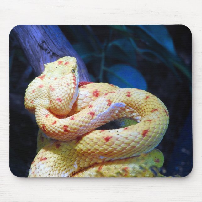 Mousepad Eyelash Viper (Frente)