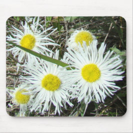 Mousepad F10 Flores Silvestres Brancas Erigeron Cespitoso