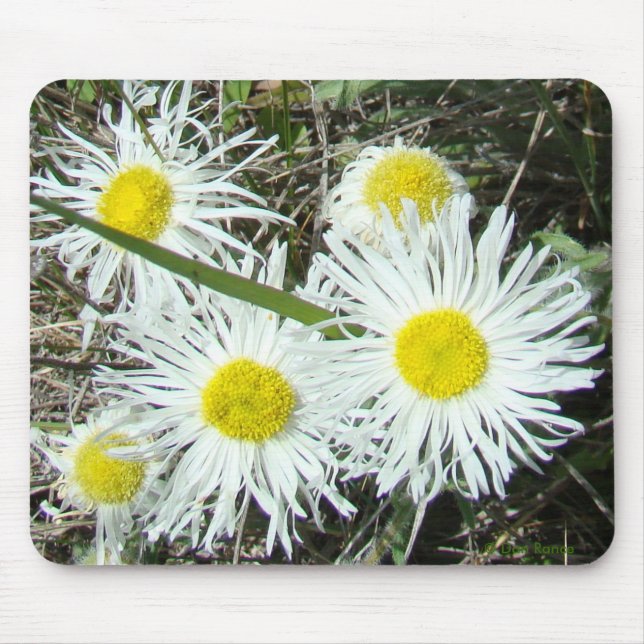 Mousepad F10 Flores Silvestres Brancas Erigeron Cespitoso (Frente)