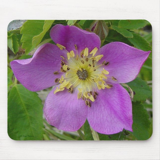 Mousepad F13 Rosa Espinhosa Rosa Silvestre de Alberta (Frente)