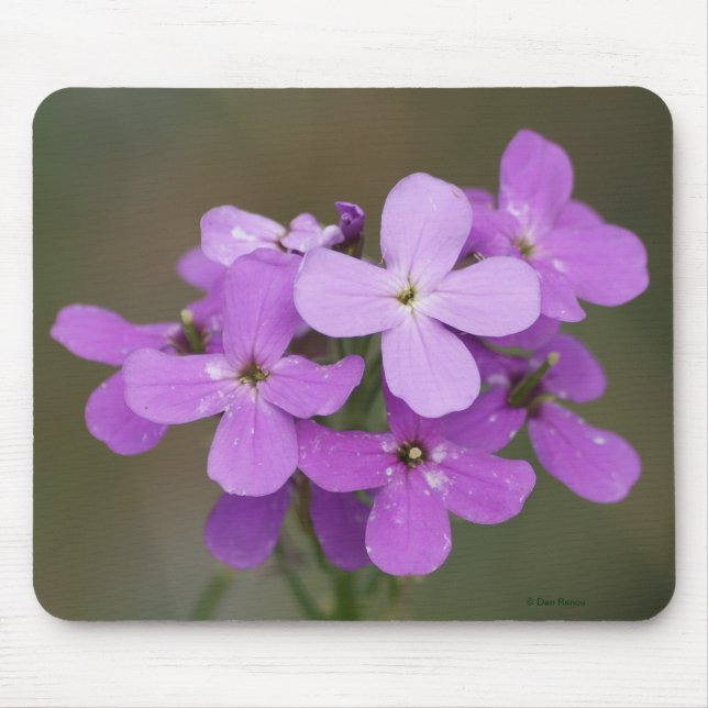Mousepad F19 Flores Silvestres Roxas Dames Rocket (Frente)