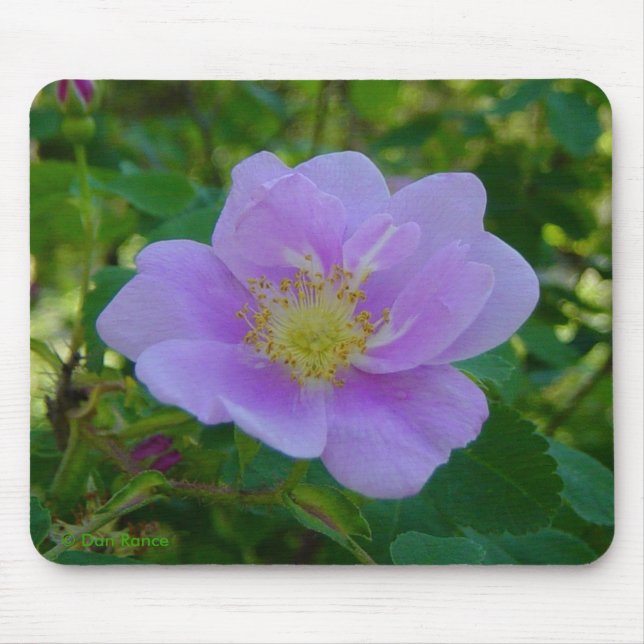 Mousepad F37 Rosa selvagem (Frente)