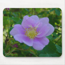 Mousepad F37 Rosa Silvestre
