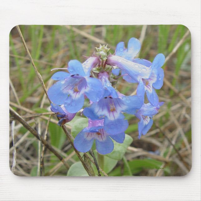 Mousepad F3 Flores Silvestres Azuis Penstemon Azul Delgado (Frente)