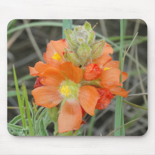 Mousepad F40 Laranjas Flores Silvestres Scarlet Mallow (Frente)