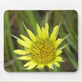 Mousepad F41 Flor Amarela Selvagem Barba-de-Bode