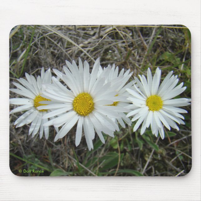 Mousepad F42 Flores Silvestres Brancas Aster Suave (Frente)