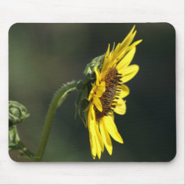 Mousepad F43 Flor Amarela Silvestre Susana de Olhos Negros