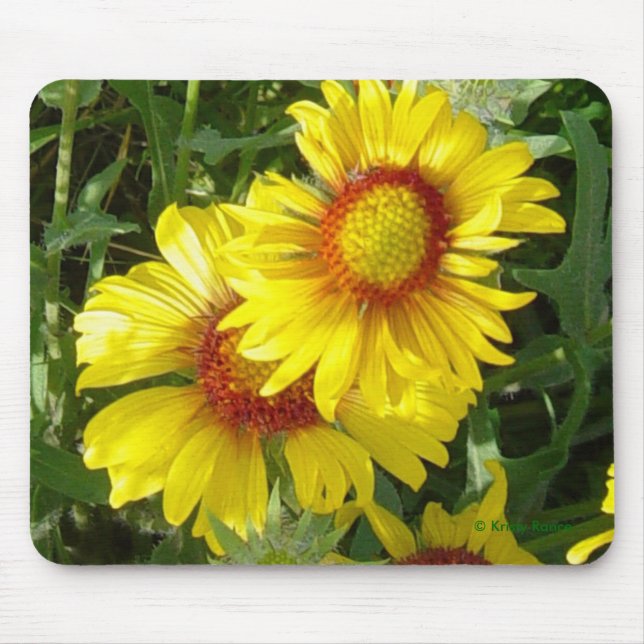 Mousepad F6 Flores Amarelas Gaillardia (Frente)