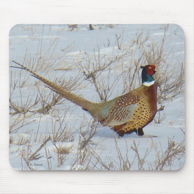 Mousepad Faisão-de-pescoço-anilado na Neve B22 (Frente)