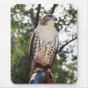 Mousepad Falcão-de-cauda-vermelha