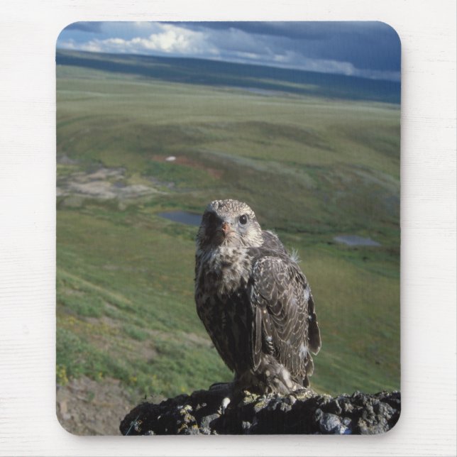 Mousepad falcão-gerifalte, Falco rusticolus, juvenil (Frente)