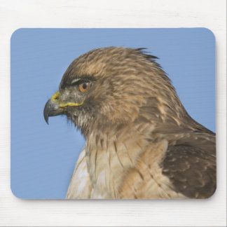 Mousepad falcão Vermelho-atado