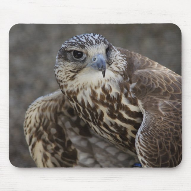 Mousepad Falco cherrug (Frente)