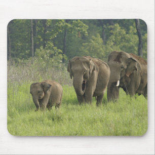 Mousepad Família de Elefantes Indianos