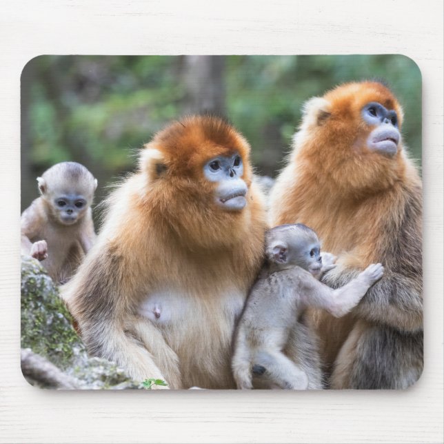 Mousepad Família de macacos de nariz nu do Ouro (Frente)