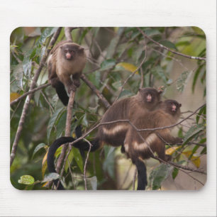 Mousepad Família de macacos-sagui