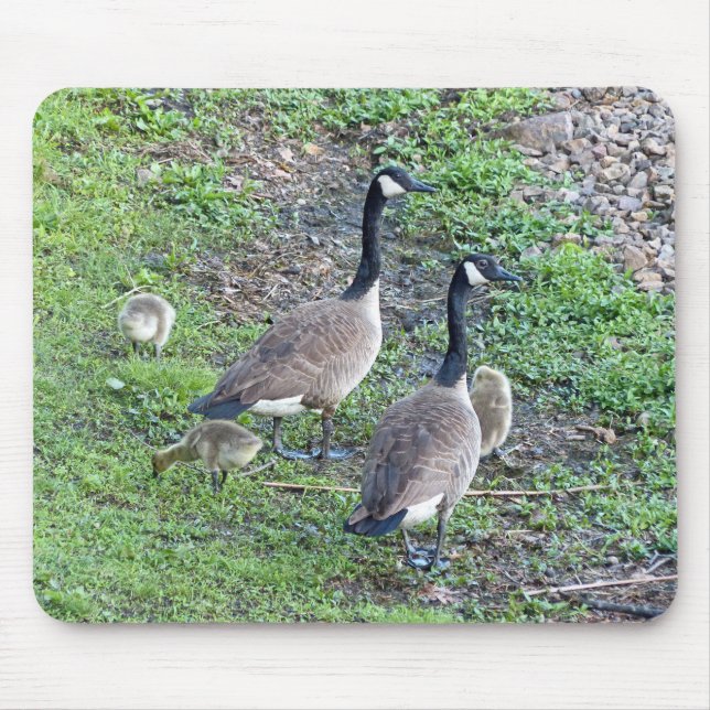 Mousepad Família Geese Canadense (Frente)